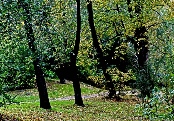 Parks City You Can See Different Trees Shrubs Stumps Paths — 스톡 사진