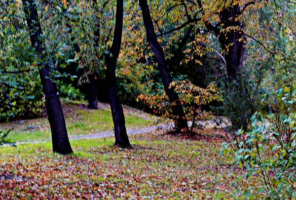 Parcích Města Můžete Vidět Různé Stromy Keře Pařezy Stezky Stezky — Stock fotografie