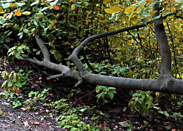 Parken Van Stad Zie Verschillende Bomen Struiken Stronken Paden Paden — Stockfoto