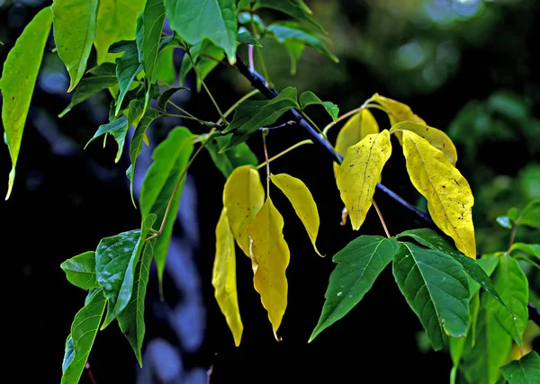 Ramas Manzhur Nogal Arce Rowan Abedul Hojas Color Rojo Brillante — Foto de Stock