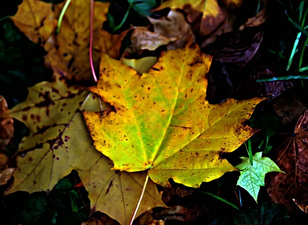 Ramas Manzhur Nogal Arce Rowan Abedul Hojas Color Rojo Brillante — Foto de Stock