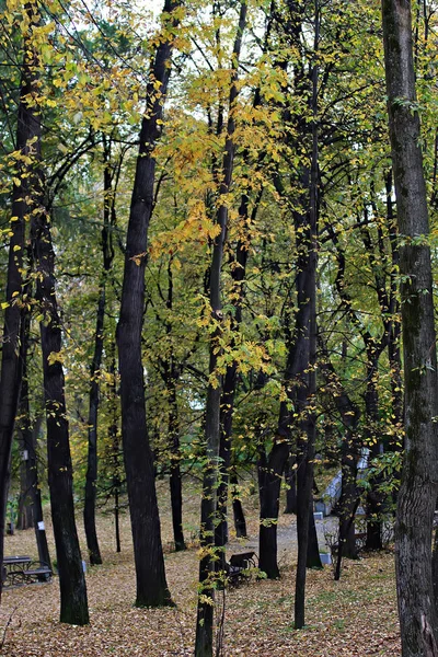 Parks City You Can See Different Trees Shrubs Stumps Paths — Stock Photo, Image