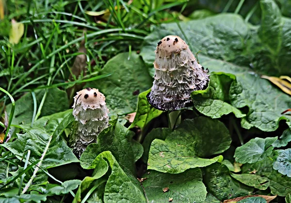 Forest Park Zone Different Types Mushrooms Edible Inedible Boletus Bluefin — Stock Photo, Image