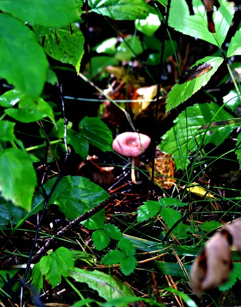 Zona Parque Florestal Existem Diferentes Tipos Cogumelos Comestíveis Não Comestíveis — Fotografia de Stock