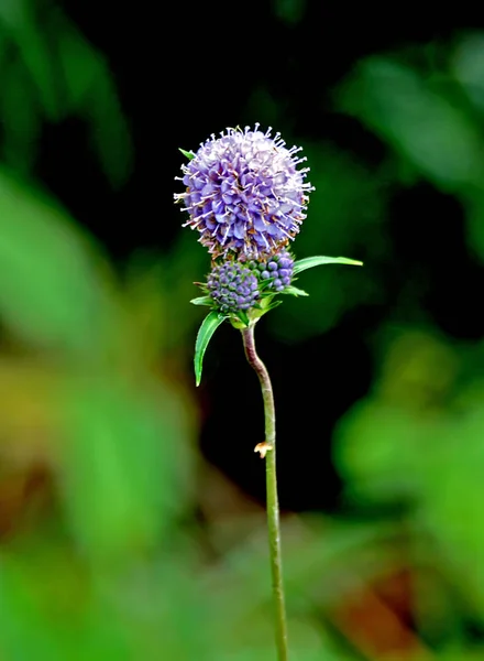 Área Suburbana Crescem Frutas Legumes Bagas Plantas Ornamentais Flores Local — Fotografia de Stock