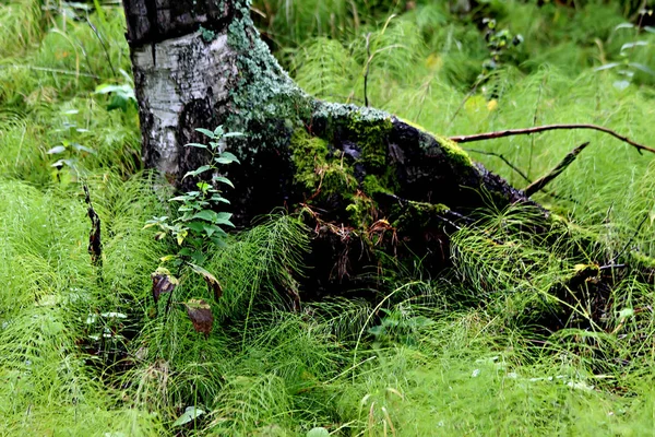 Parcích Města Můžete Vidět Různé Stromy Keře Pařezy Stezky Stezky — Stock fotografie