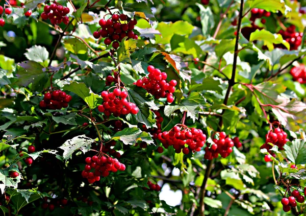 Sur Banlieue Cultivent Des Fruits Des Légumes Des Baies Des — Photo