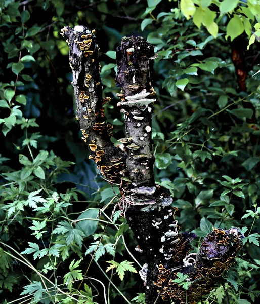 Lesoparku Jsou Různé Druhy Hub Jedlých Nepoživatelných Jako Boletus Bluefin — Stock fotografie