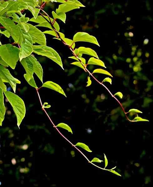Branches Manzhur Walnut Maple Rowan Birch Bright Red Maroon Leaves — 스톡 사진