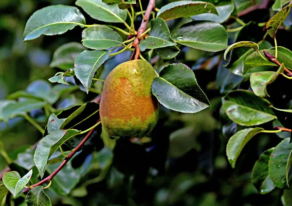 Stadtrand Wachsen Obst Gemüse Beeren Und Zierpflanzen Blumen Auf Dem — Stockfoto