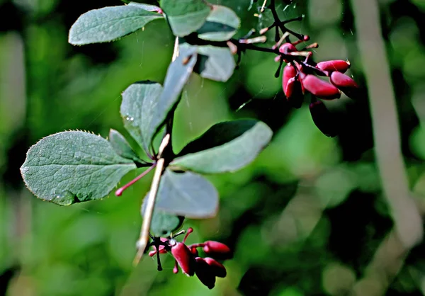 Área Suburbana Cultivar Frutas Verduras Bayas Plantas Ornamentales Flores Sitio — Foto de Stock