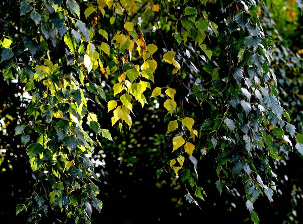 Branches Manzhur Walnut Maple Rowan Birch Bright Red Maroon Leaves — Stock Photo, Image