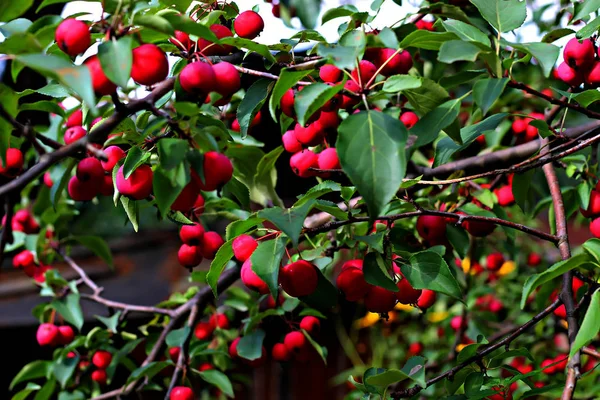 Área Suburbana Crescem Frutas Legumes Bagas Plantas Ornamentais Flores Local — Fotografia de Stock