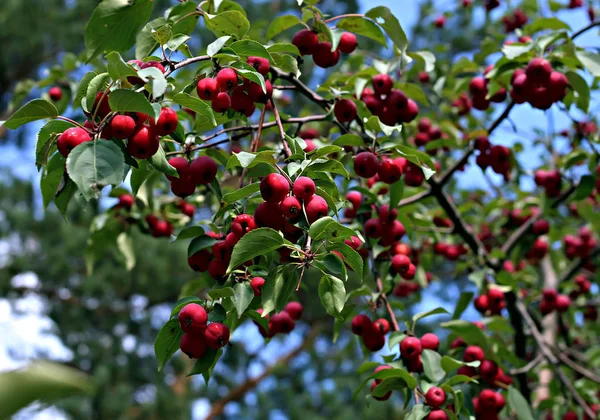 Auf Dem Datscha Grundstück Wachsen Obst Gemüse Beeren Und Zierpflanzen — Stockfoto