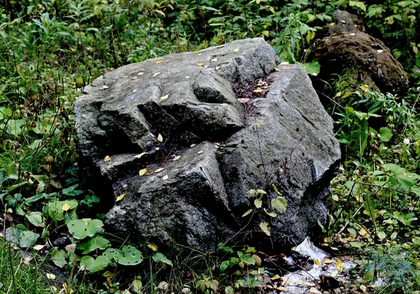 Parcích Města Můžete Vidět Různé Stromy Keře Pařezy Stezky Stezky — Stock fotografie