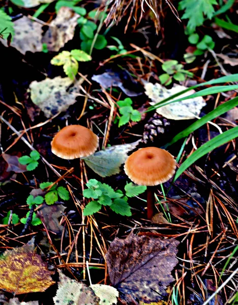 森林公园区有不同种类的蘑菇 有可食的 也有不可食用的 如山楂 白毒菌以及树桩上的蘑菇 — 图库照片