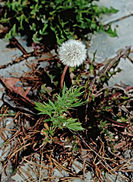 Dacha Tomten Växer Frukt Grönsaker Bär Och Prydnadsväxter Blommor Platsen — Stockfoto