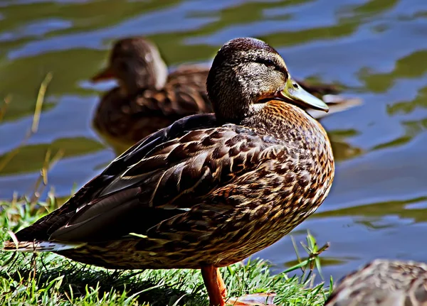 Park Areas City Reservoirs Inhabited Ducks Which Happy Feed Vacationers — Stock Photo, Image