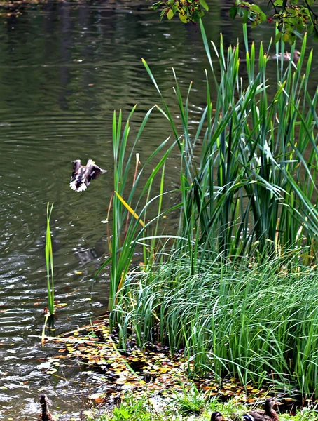 Den Parks Der Stadt Sieht Man Verschiedene Bäume Sträucher Stümpfe — Stockfoto