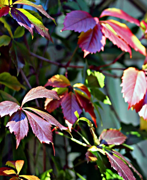 Ramas Manzhur Nogal Arce Rowan Abedul Hojas Color Rojo Brillante —  Fotos de Stock