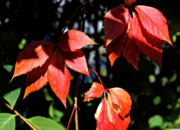 Ramas Manzhur Nogal Arce Rowan Abedul Hojas Color Rojo Brillante —  Fotos de Stock