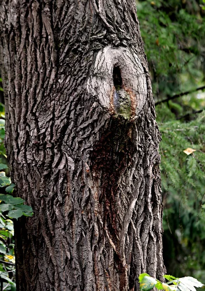 Parcích Města Můžete Vidět Různé Stromy Keře Pařezy Stezky Stezky — Stock fotografie