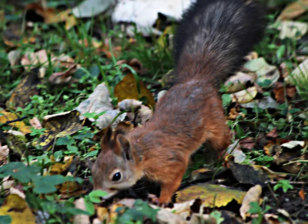 City Park Arboretum Live Squirrels Which Fed Hands Adults Children — Stock Photo, Image
