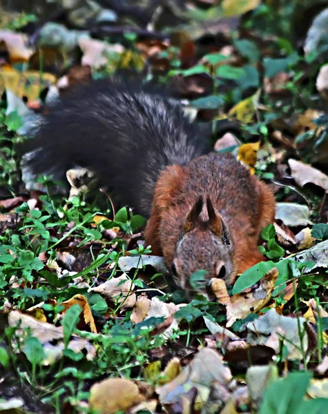 Dans Ville Parc Arboretum Écureuils Vivants Qui Sont Nourris Par — Photo