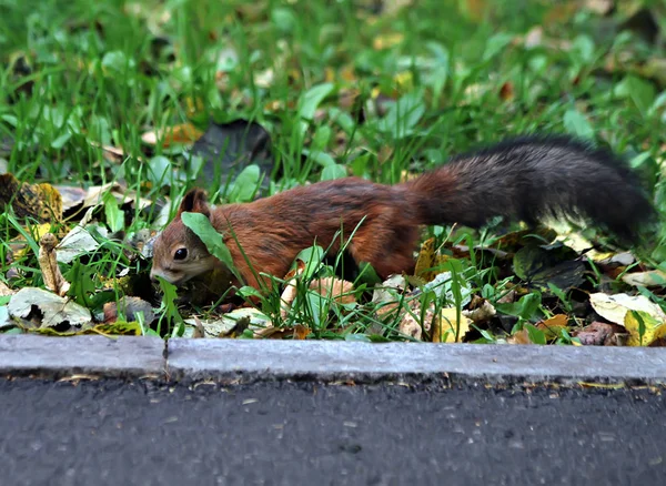 Stadtpark Arboretum Leben Eichhörnchen Die Aus Den Händen Von Erwachsenen — Stockfoto