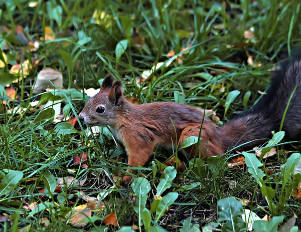 Cidade Parque Arboreto Esquilos Vivos Que São Alimentados Das Mãos — Fotografia de Stock