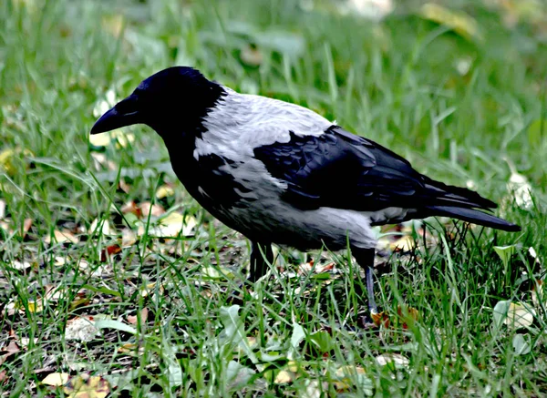 Sommerlichen Stadtpark Zwischen Grünen Bäumen Und Sträuchern Gibt Gefiederte Vögel — Stockfoto