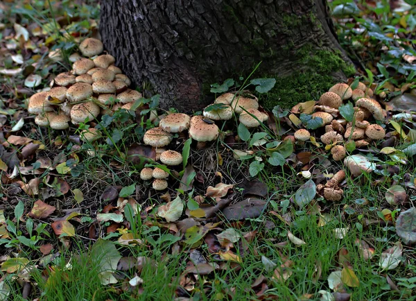 Der Waldparkzone Gibt Verschiedene Arten Von Pilzen Essbar Und Ungenießbar — Stockfoto