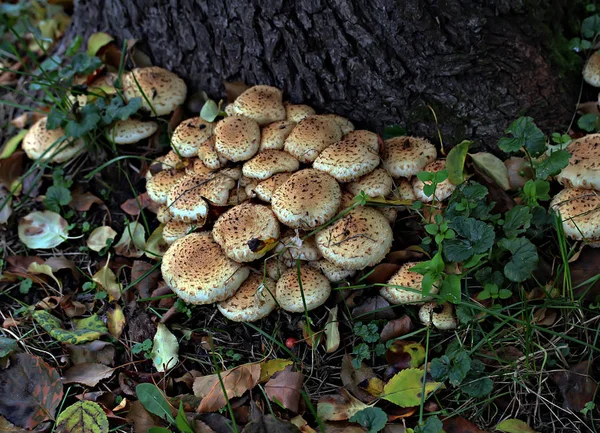 Orman Park bölgesinde farklı mantar türleri vardır. Boletus, mavi yüzgeçli, ballı, inekli, sineksi, soluk mantarlı mantarlar gibi yenmez ve yenmez mantarlar.