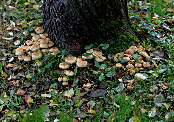 Zona Parque Florestal Existem Diferentes Tipos Cogumelos Comestíveis Não Comestíveis — Fotografia de Stock