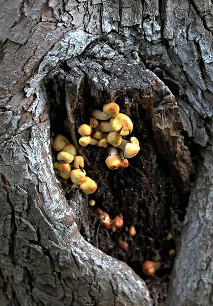 Het Bos Park Zone Zijn Verschillende Soorten Paddenstoelen Eetbaar Oneetbaar — Stockfoto