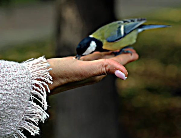 在夏城公园的绿树和灌木丛中 有羽化的小鸟 它们是由人类喂养的 — 图库照片