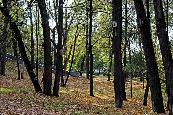 Város Parkjaiban Különböző Fákat Cserjéket Tuskókat Ösvényeket Utakat Tavakat Pocsolyákat — Stock Fotó