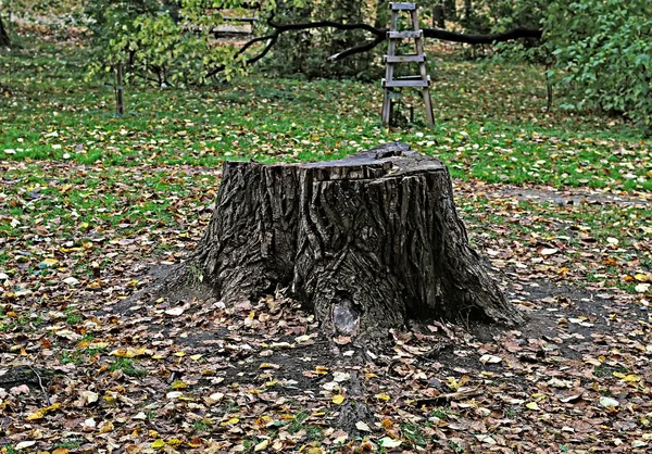 Los Parques Ciudad Pueden Ver Diferentes Árboles Arbustos Tocones Caminos — Foto de Stock