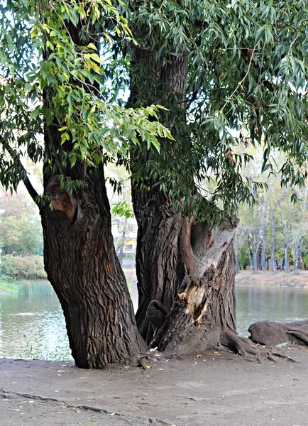 Parcích Města Můžete Vidět Různé Stromy Keře Pařezy Stezky Stezky — Stock fotografie