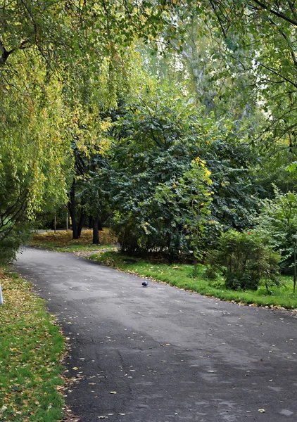 Parkach Miasta Można Zobaczyć Różne Drzewa Krzewy Pniaki Ścieżki Ścieżki — Zdjęcie stockowe