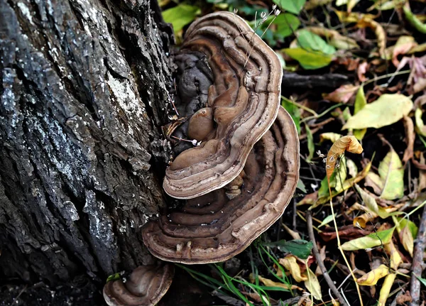 Lesoparku Jsou Různé Druhy Hub Jedlých Nepoživatelných Jako Boletus Modroploutev — Stock fotografie