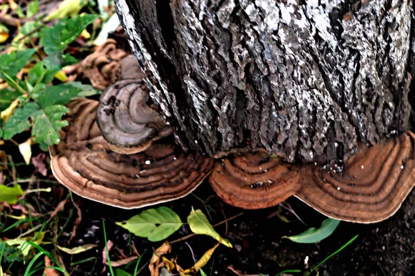 Zona Del Parque Forestal Hay Diferentes Tipos Setas Comestibles Incomestibles — Foto de Stock