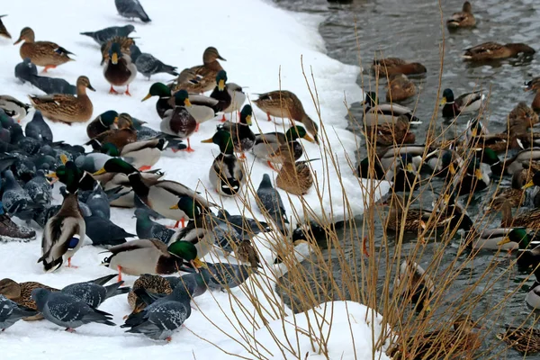 在城市的公园和广场上 有许多不同的鸟类 主要是麻雀 鸽子和水库里的鸭子 — 图库照片
