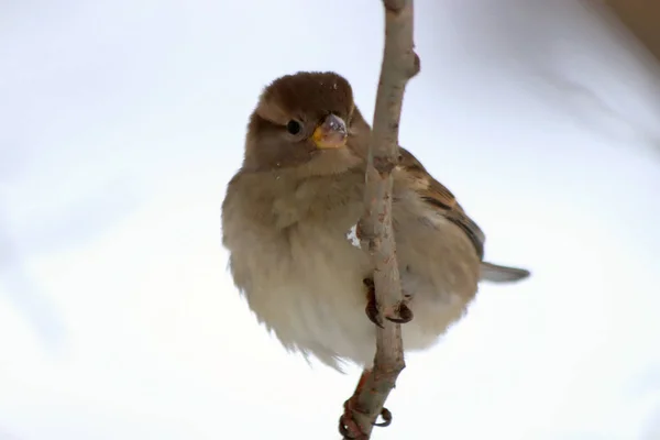 City Parks Squares Many Different Birds Fed People Mainly Sparrows — 스톡 사진
