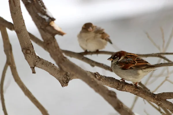 Stad Parken Pleinen Zijn Veel Verschillende Vogels Die Worden Gevoed — Stockfoto