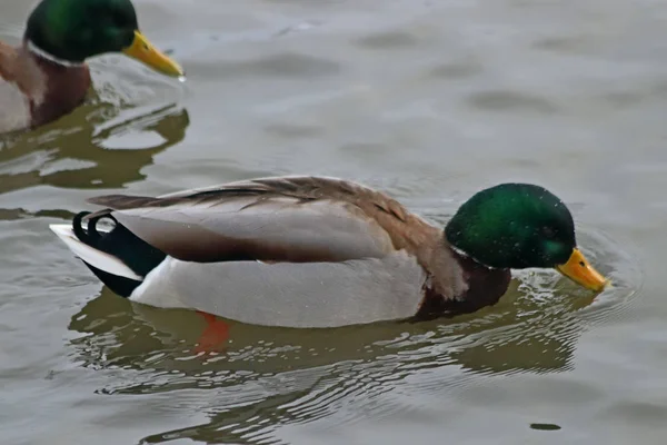 City Parks Squares Many Different Birds Fed People Mainly Sparrows — 스톡 사진