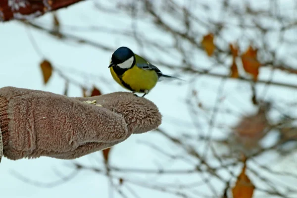 Şehirde Parklarda Meydanlarda Insanlar Tarafından Beslenen Pek Çok Farklı Kuş — Stok fotoğraf