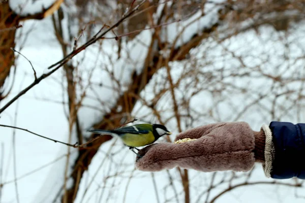 Der Stadt Parks Und Auf Plätzen Gibt Viele Verschiedene Vögel — Stockfoto