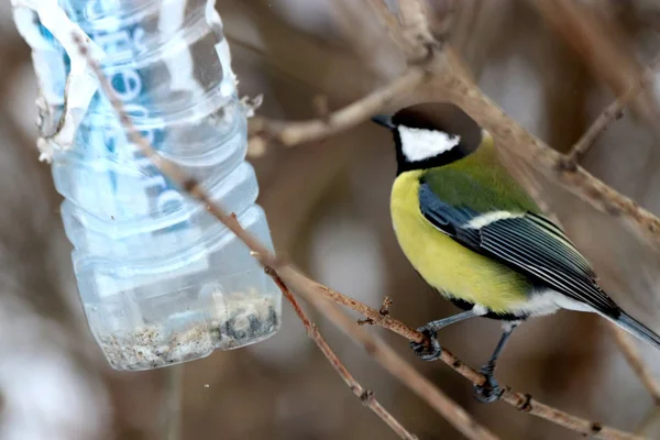 Ciudad Parques Plazas Hay Muchas Aves Diferentes Que Son Alimentadas — Foto de Stock