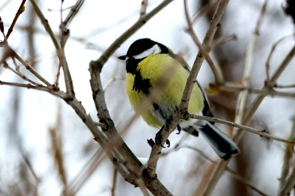 City Parks Squares Many Different Birds Fed People Mainly Sparrows — 스톡 사진